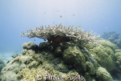 Large Staghorn coral with a variety of fish swimming arou... by Tiffanie Pucillo 